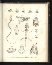 Sceleta Strenis Lacertinae et Protei Mexicani, Tafel XIV, Osteologie der Sirenomelie und des Axolotls