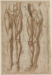 Zwei Studien eines gehäuteten Mannes (recto)