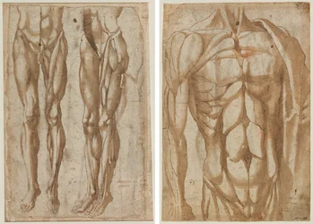 Zwei Studien eines gehäuteten Mannes (recto) Studie eines gehäuteten Torsos (verso)
