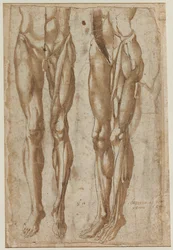Zwei Studien eines gehäuteten Mannes recto Studie eines gehäuteten Torsos verso, 1554