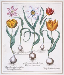 Tulipa Lutea Lituris Aureis, Gebrochene gelbe Sylvestris-Tulpe, 1613