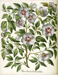 Alcca Syriaca, aus 