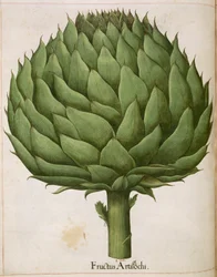 Artischocke, aus 