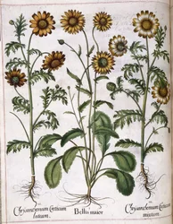 Chrysantheme, aus 