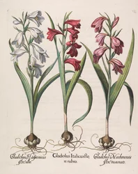Gladiolus italicus flore rubro, 1613