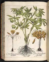 Helleborus niger, Crocus vernus, aus Hortus Eystettensis, von Basilius Besler