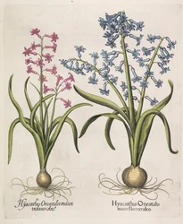 Hyacinthus orientalis, 1613