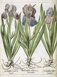 Iris, aus 
