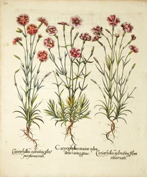 Sorten von Caryophyllus Sylvestris, veröffentlicht in Hortus Eystettensis