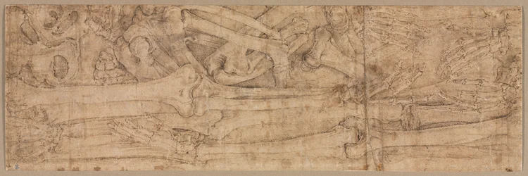 Armknochen, frühe 1540er