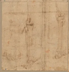 Untere Hälfte eines Skeletts von hinten, frühe 1540er Jahre