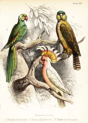 Kakapo, Major Mitchells Kakadu und Alexandriner Sittich. 1855 (Lithografie)