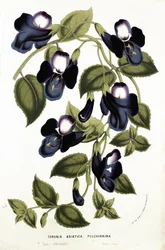 Torenia Asiatica pulcherrima, aus 