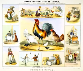 Hausgeflügel, ca. 1850