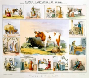 Die Kuh, ca. 1850
