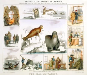 Der Seehund und das Walross, um 1850