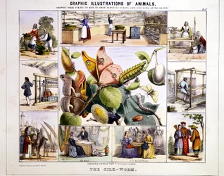 Der Seidenwurm, ca. 1850