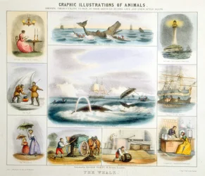 Der Wal, um 1850