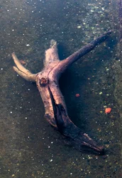 Kreuzförmiges Holzstück im Fluss Garonne, Toulouse, Haute-Garonne