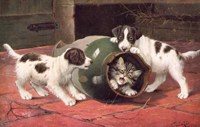 Katzenpostkarte