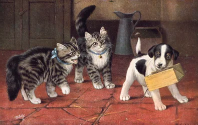 Katzenpostkarte