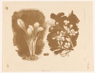 Krokusse und ein Zweig mit Blüten