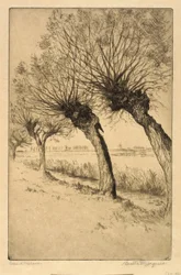 Kopfweiden, Rijsord, Holland