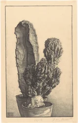 Kakteen