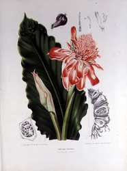 Elettaria Speciosa, Illustration aus 