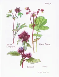 Sumpf-Fingerkraut, Klette, Wasser-Avens