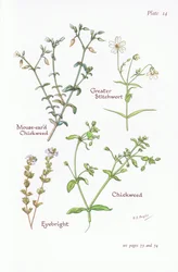 Mausohr-Hornkraut, Großes Sternmiere, Vogelmiere, Augentrost