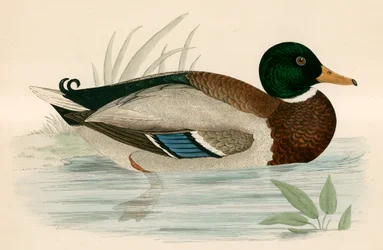 Stockente