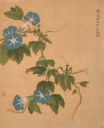 Prunkwinde aus dem Album der Blumen