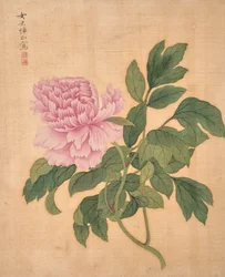 Pfingstrose aus dem Album der Blumen
