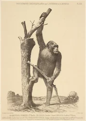Gorilla