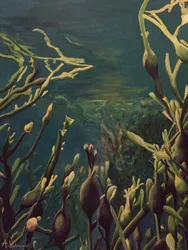 Unterwasser-Kelpwald