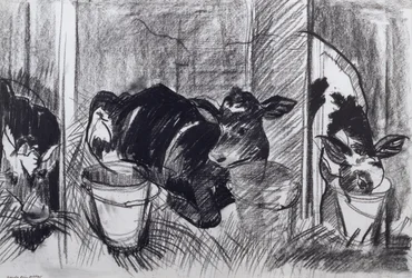 Kälber