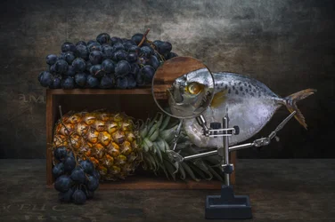 Vergrößerte Fisch-Stillleben