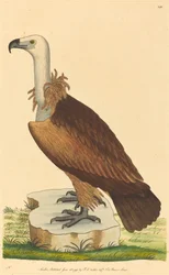 Der Alpengeier