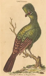 Der Turakovogel