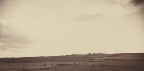 Ansicht von Feldern mit Kühen, 1850er-1860er Jahre (Foto)