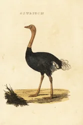 Strauß, Struthio camelus