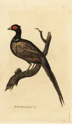 Fasan, Phasianus colchicus