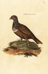 Schottisches Moorschneehuhn, Lagopus lagopus scotica