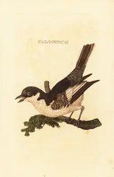 Bachstelze, Motacilla alba