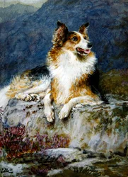 Collie in einer Landschaft
