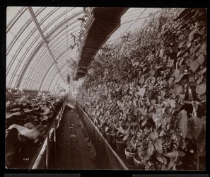 Orchideen in einem Gewächshaus auf dem Anwesen von Helen Gould (ehemaliger Wohnsitz von Jay Gould) in Tarrytown, New York, 1894
