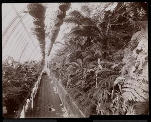 Pflanzen in einem Gewächshaus auf dem Helen Gould Anwesen (ehemaliger Wohnsitz von Jay Gould) in Tarrytown, New York, 1894