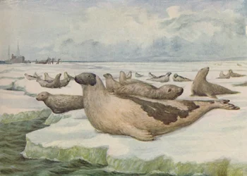 Robbenjagd, Neufundland