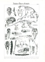 Anatomische Illustration von Zahnarmen und Pferden